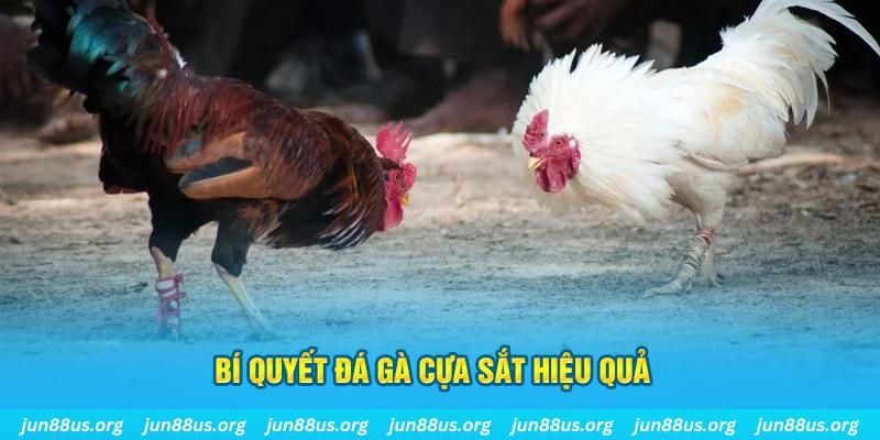 mcw 19 đá gà cựa dao