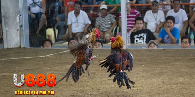 mcw 19 đăng nhập mậu binh online