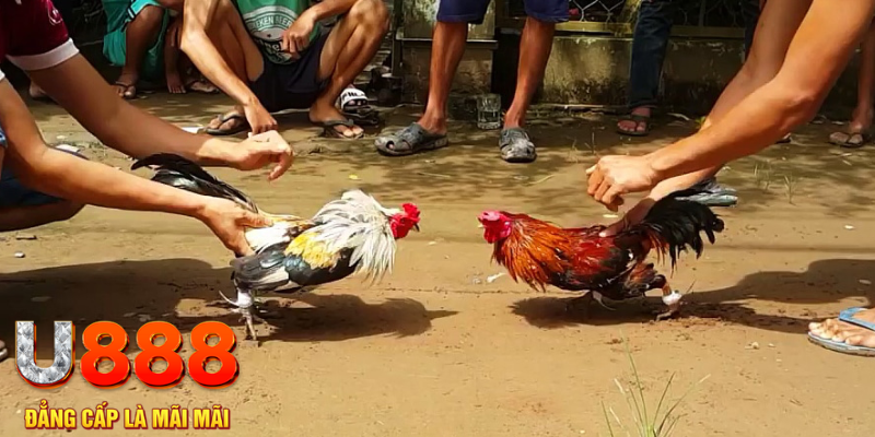 mcw 19 đăng nhập mậu binh rút tiền nhanh